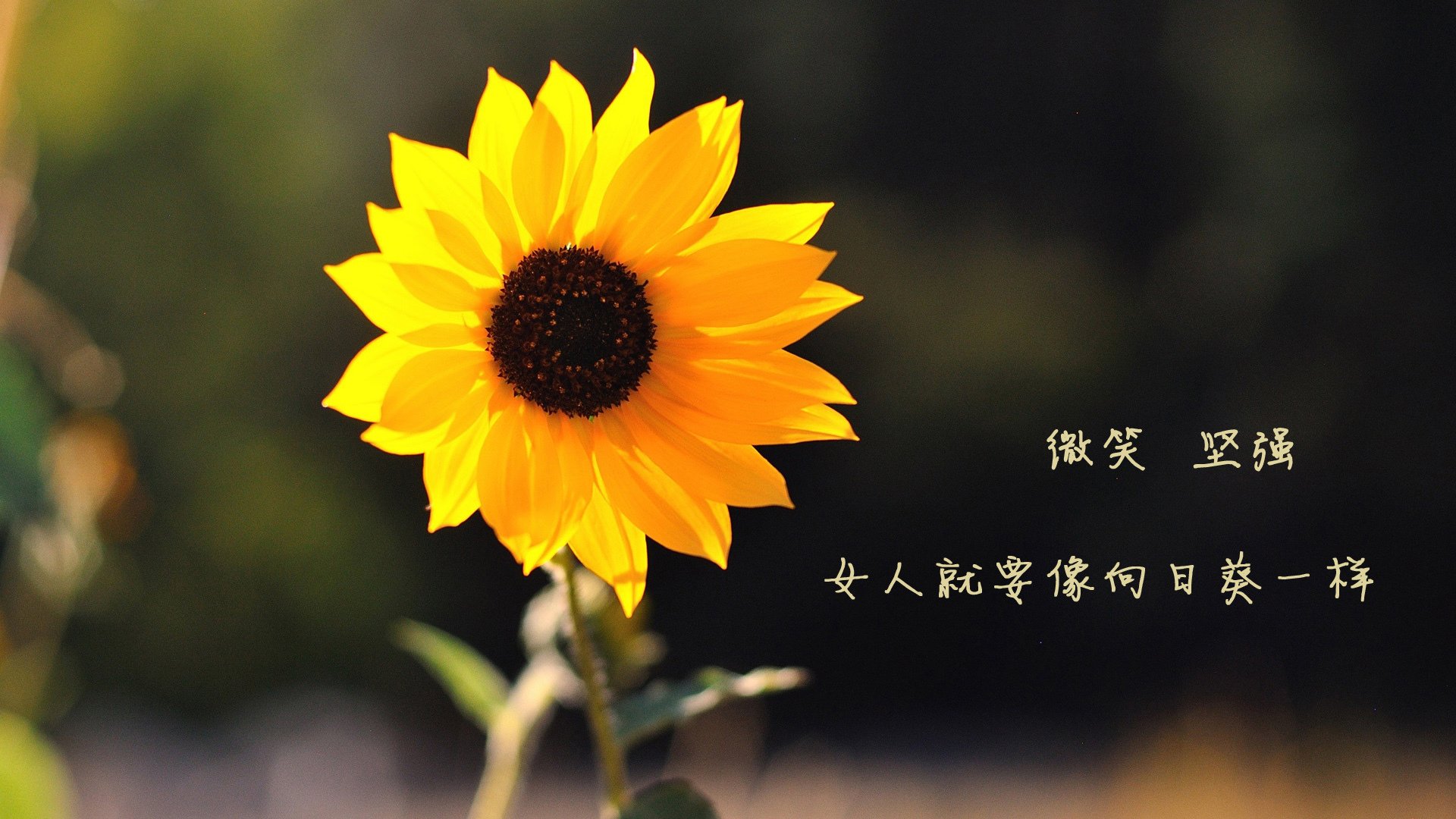 爱游戏体育APP下载-热那亚不敌那不勒斯，滑落积分榜，热那亚球队战绩