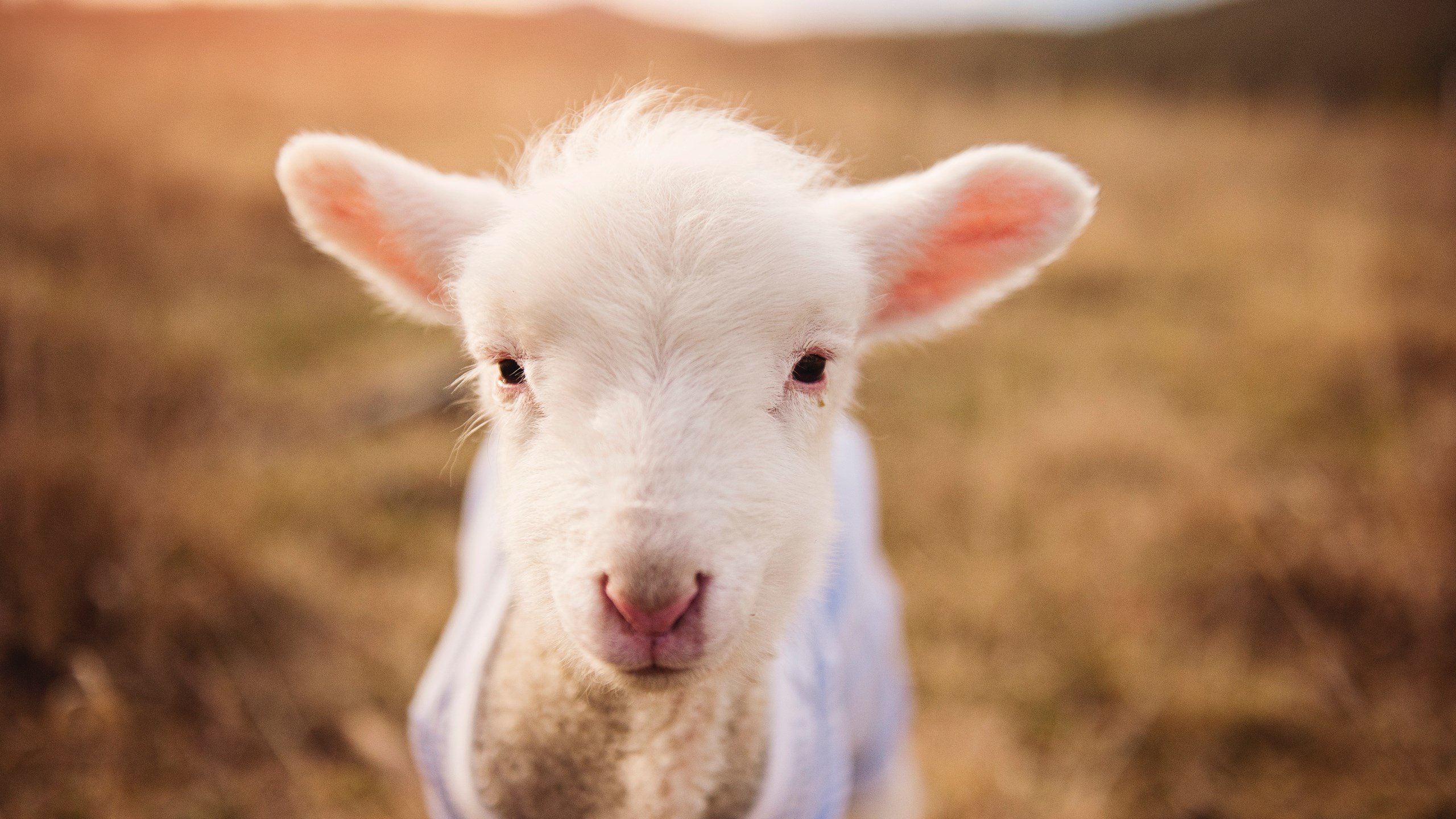 足协杯关键比赛复盘点评，足协杯进程