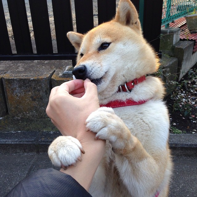 运动营养知识普及平台用户行为数据分析，运动营养咨询与指导soap流程手册