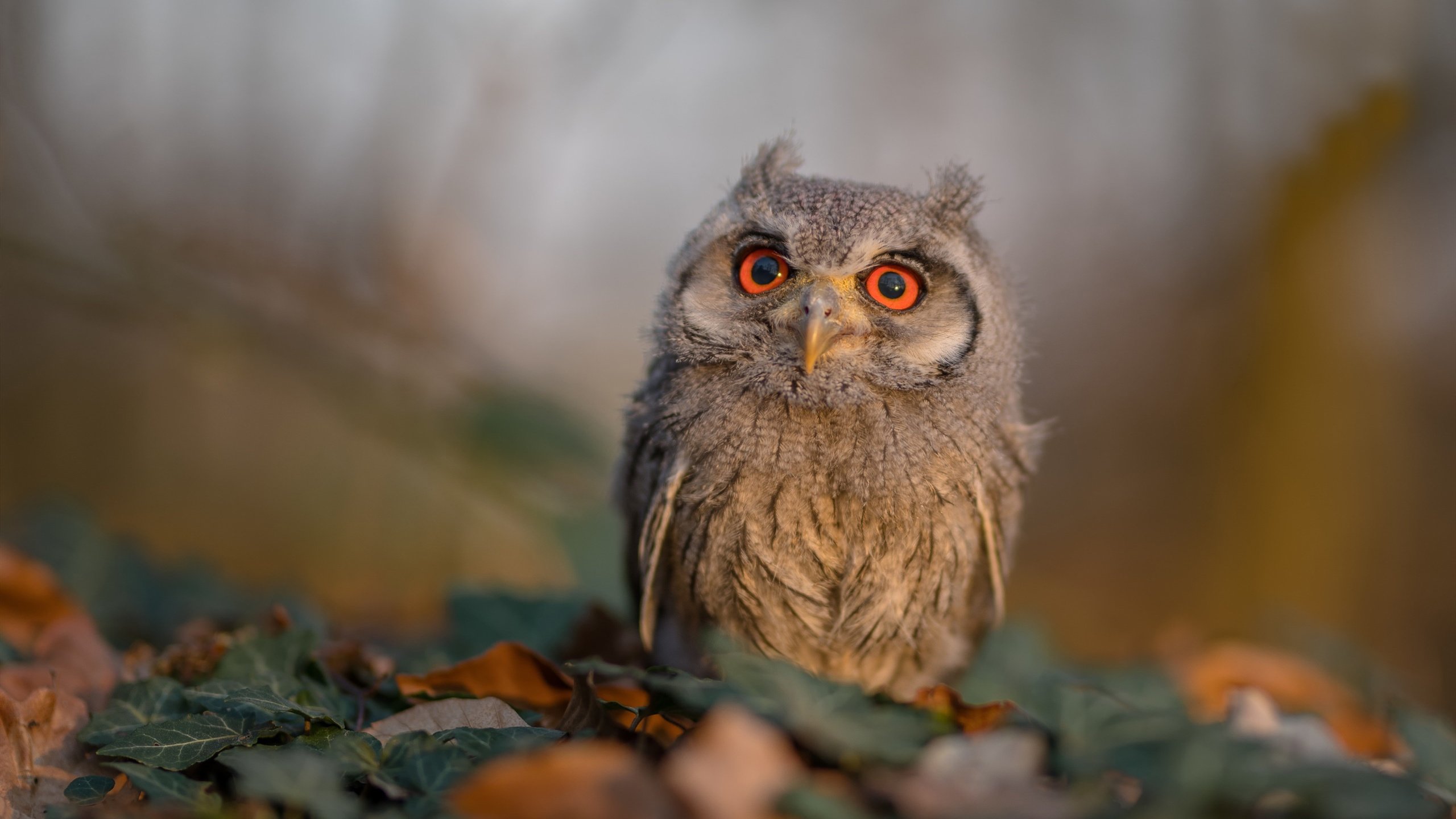 爱游戏娱乐平台-澳大利亚乒乓团队赛制深度分析：从策略到执行，2021澳大利亚乒乓球队