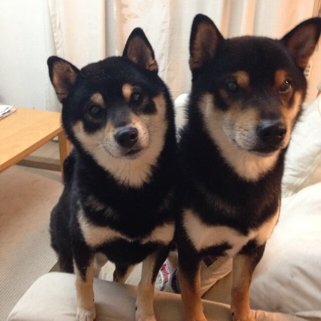 职业联赛主场氛围营造手段单一，俱乐部职业队为主的联赛