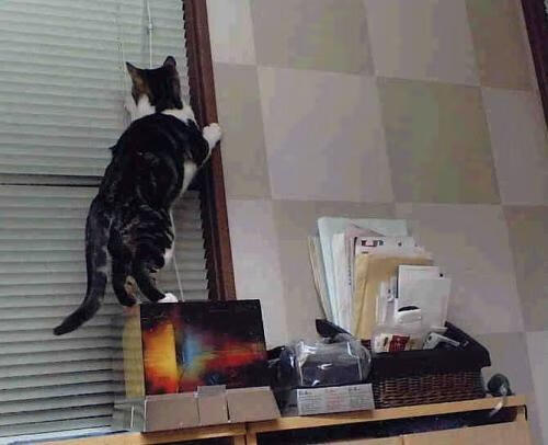 运动员健康数据管理系统上线试运行，运动员综合管理系统