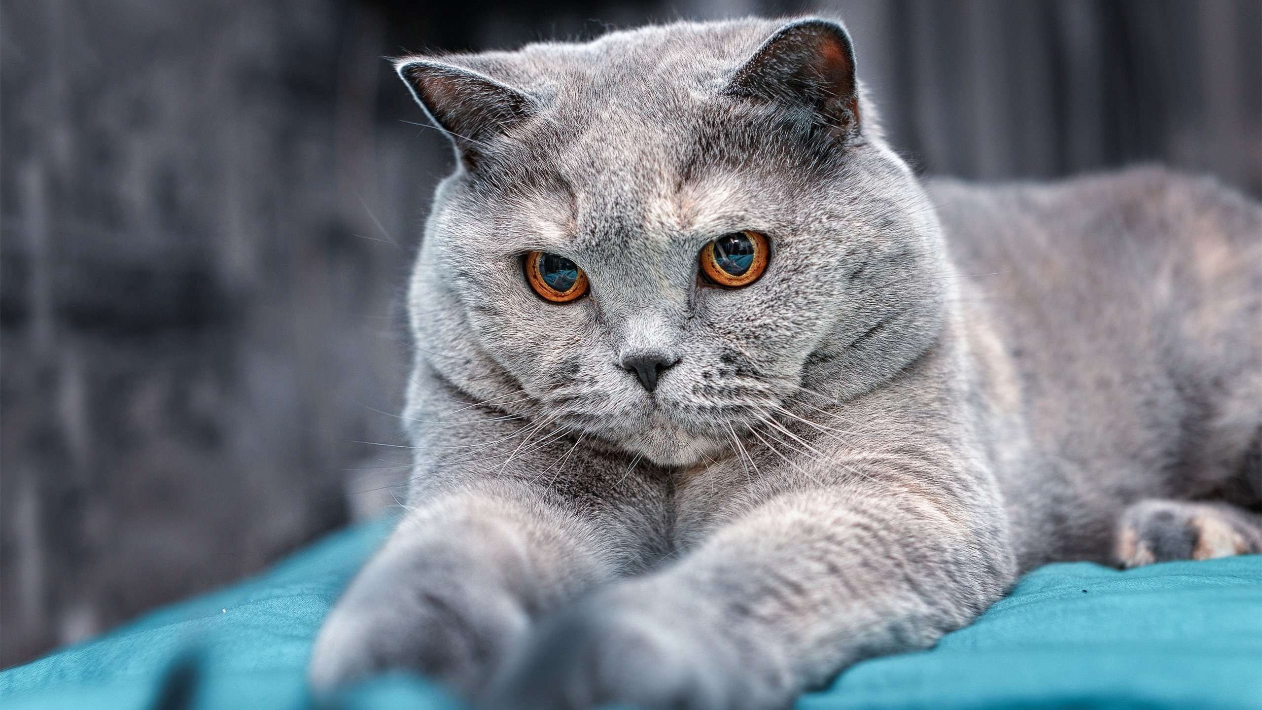 亚历克斯·格林伍德凭借精准抢断，助袋鼠队赢得关键胜利，格林伍德是谁