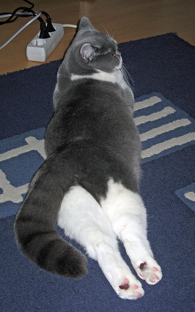 AYX GAMING-体育新闻中心裁判判罚争议，体育裁判规则