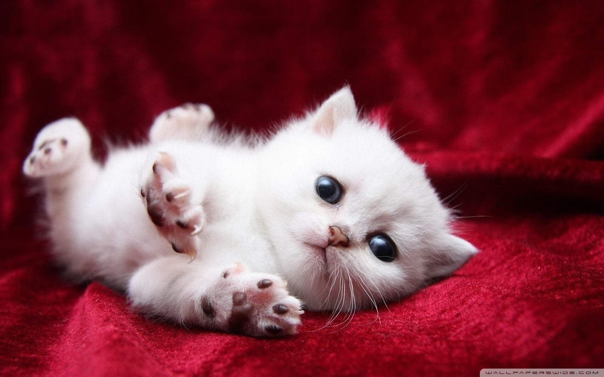 爱游戏电竞官网-国际足坛新星崭露头角，成为众多球队争夺的焦点，国际足坛新闻