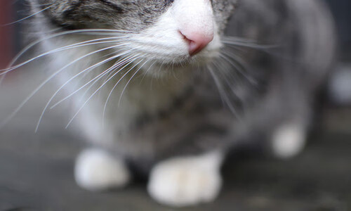 张雨霏自由泳节奏把控稳定，张雨霏打破全国自由泳纪录