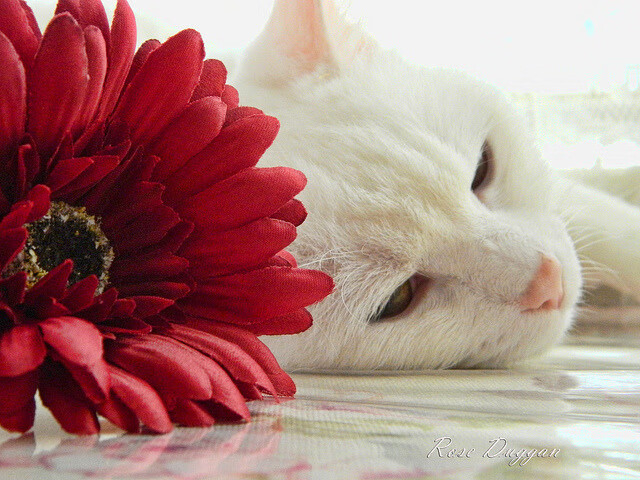 戴维·帕特森精准的场上指挥和稳健的传球，使袋鼠队掌控局面，佩特·戴维森