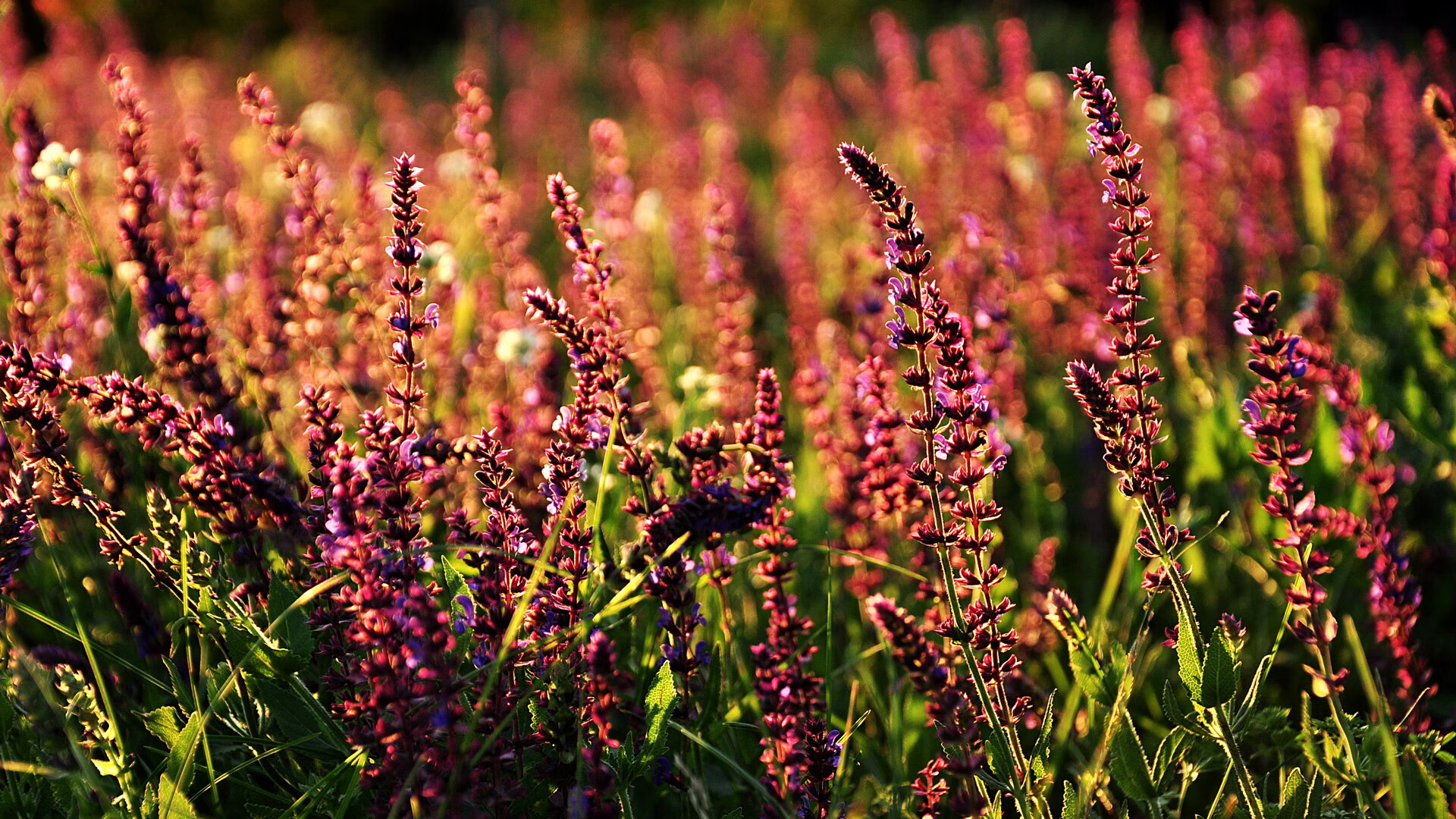 校园足球开设暑期集训选拔班形成人才发现闭环，2020年校园足球学校