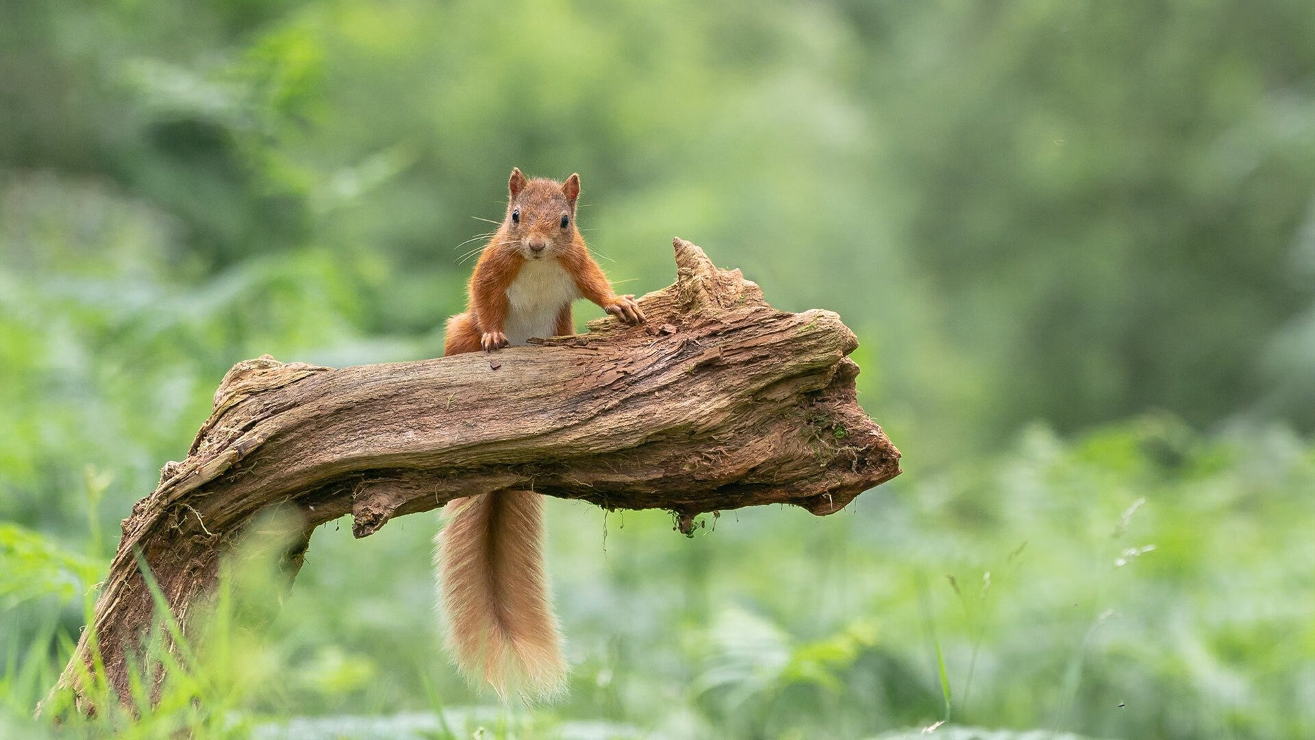 爱游戏中国官方登录入口网站-英国男泳队自由泳出发速度领先，英国自由泳接力