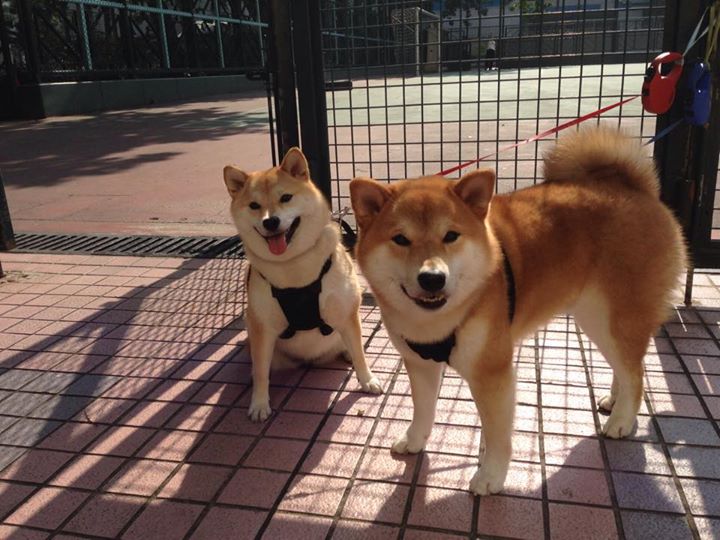 青少年足球场地环境改善专项行动持续推进,优化训练条件,青少年校园足球