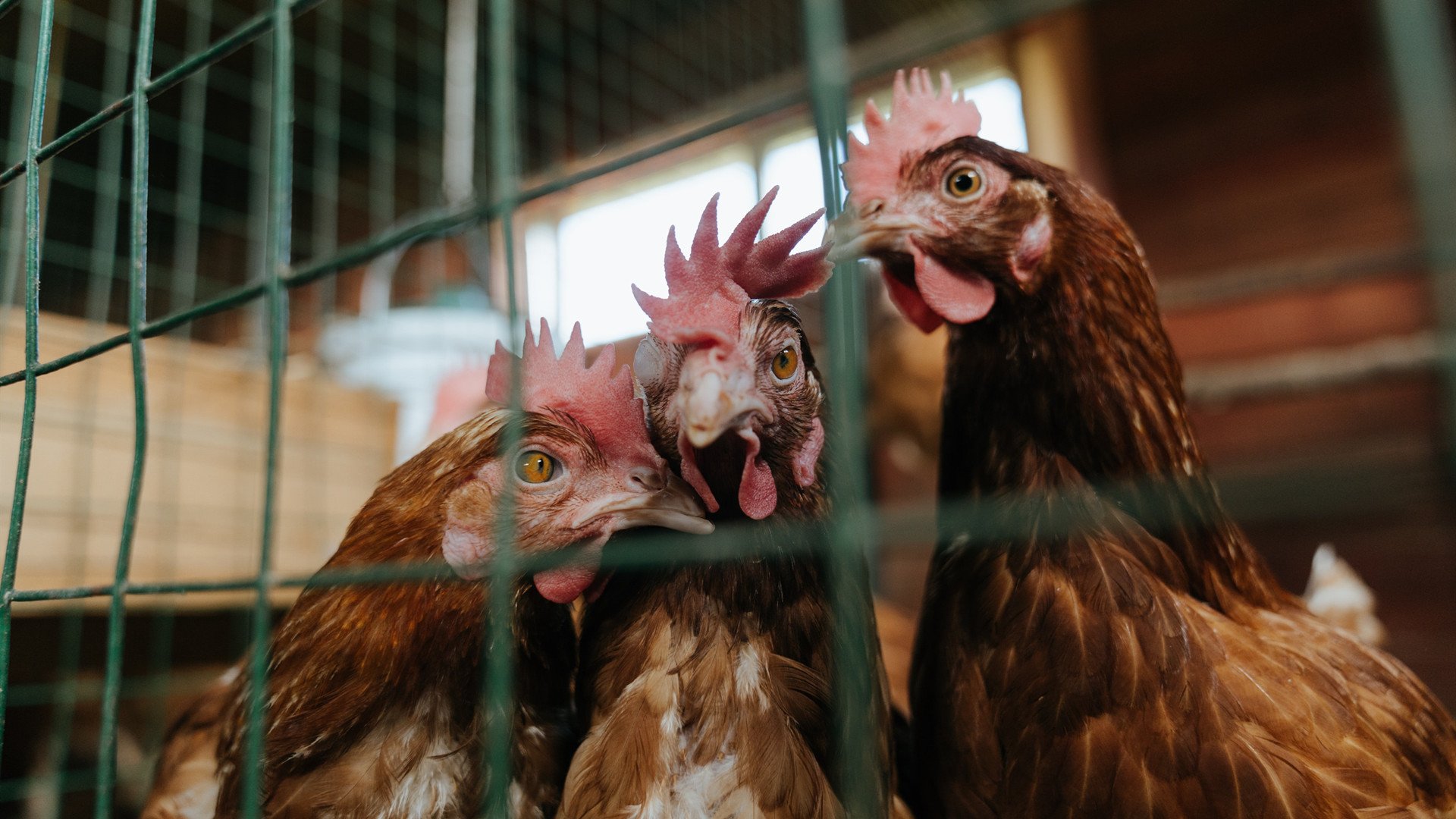 非洲杯小组赛赛程揭晓,豪门与新军同组,非洲杯赛果